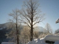 Baum im Gegenlicht